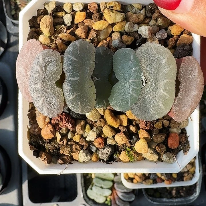 用****3多肉植物满20包邮