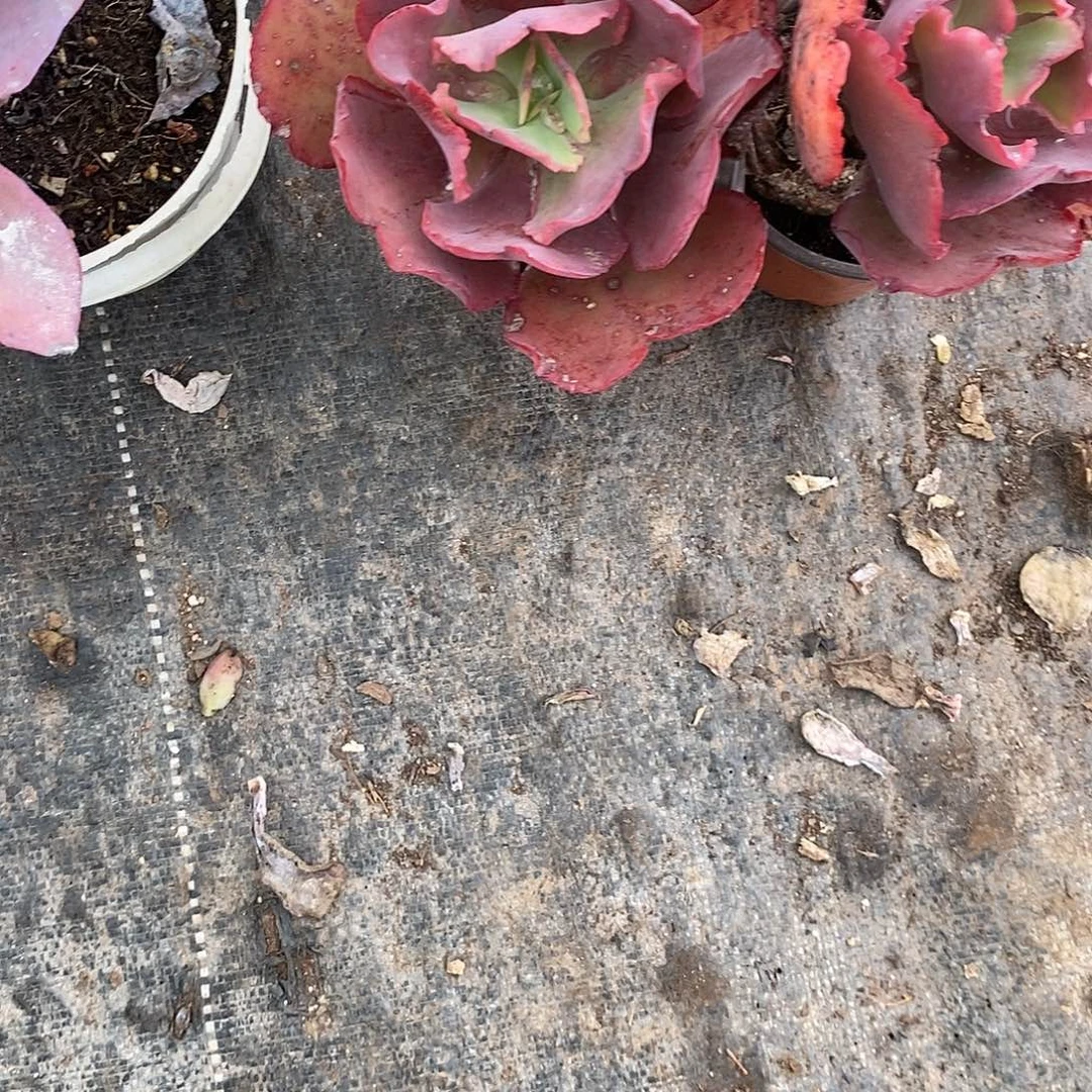 人***憾婚纱包菜1颗多肉植物