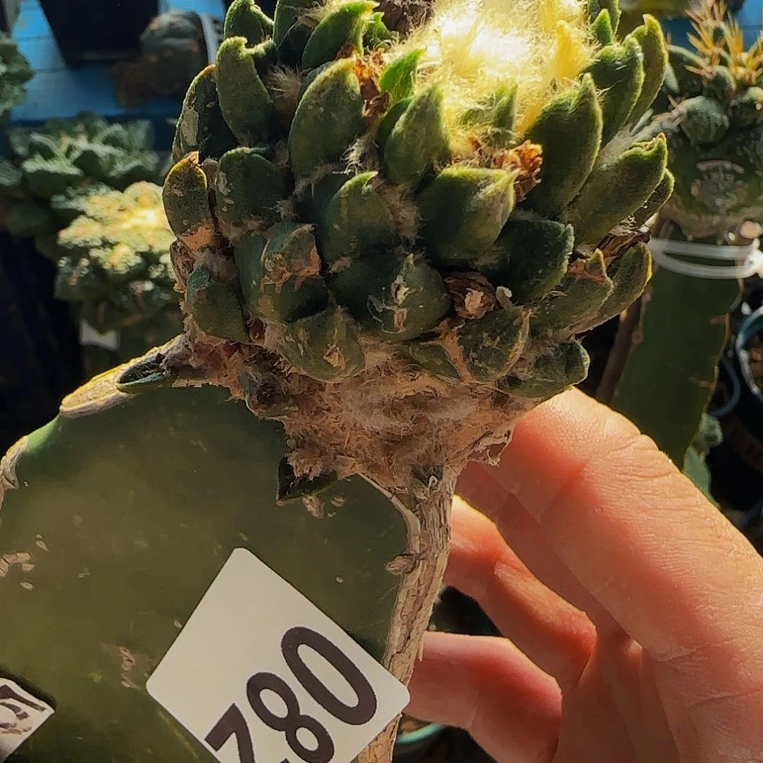 无*氏龙角博士杂082仙人球