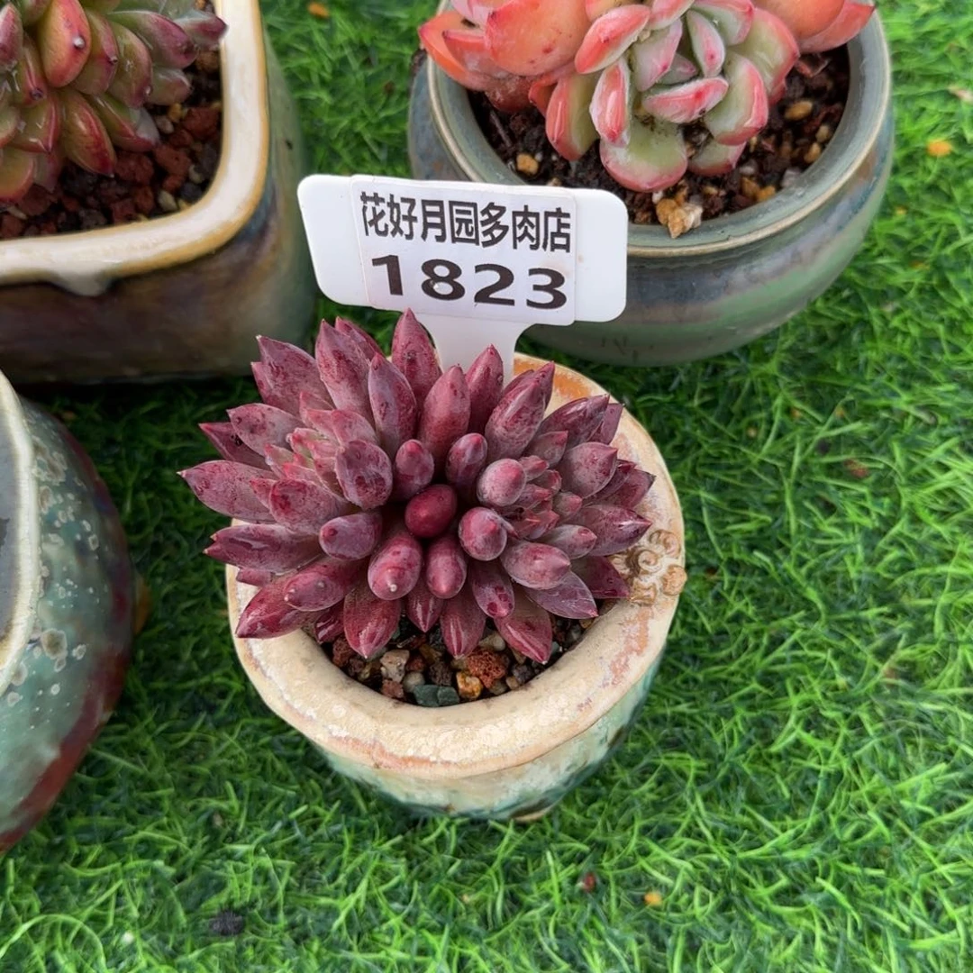 あ***³多肉植物1823不带盆