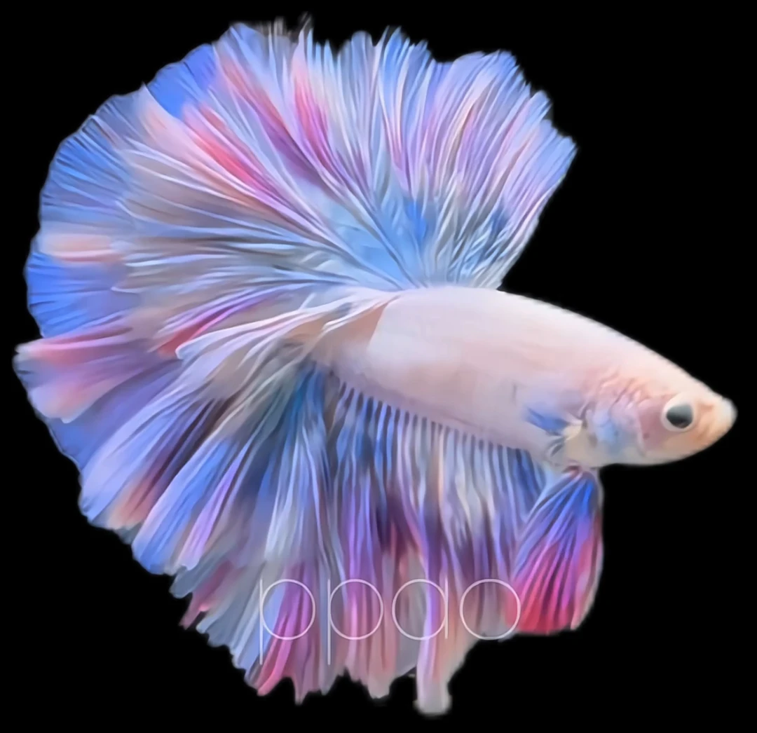 401-480号泰国斗鱼活体小型观赏婚纱仙仙鱼精品半月超厚褶皱尾