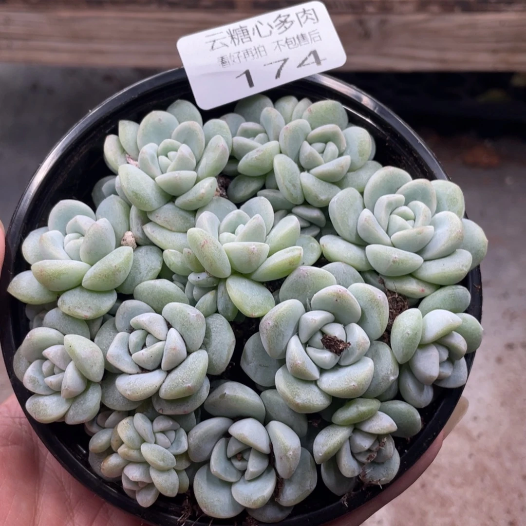 云糖心多肉植物174