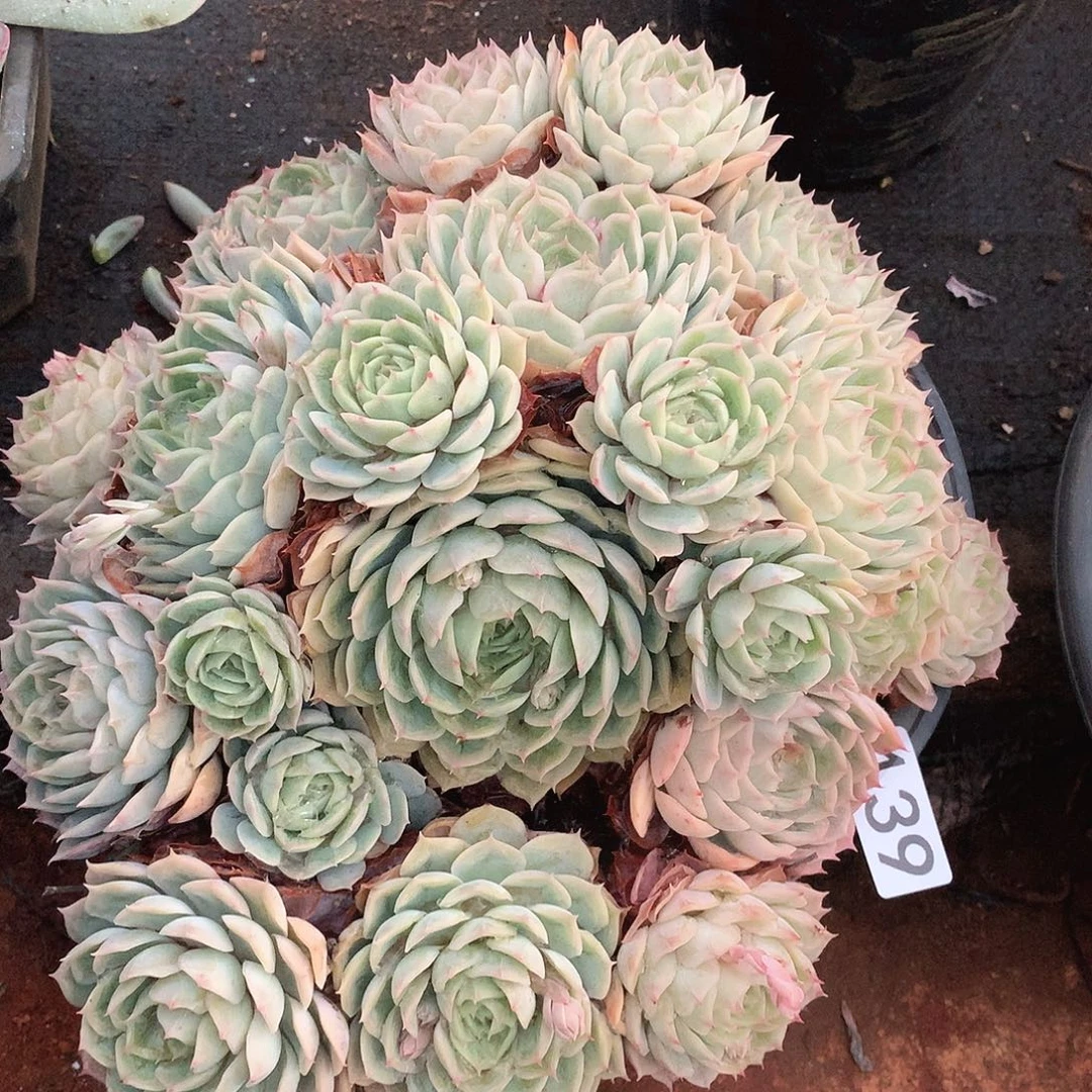 139昂斯诺一物一拍多肉