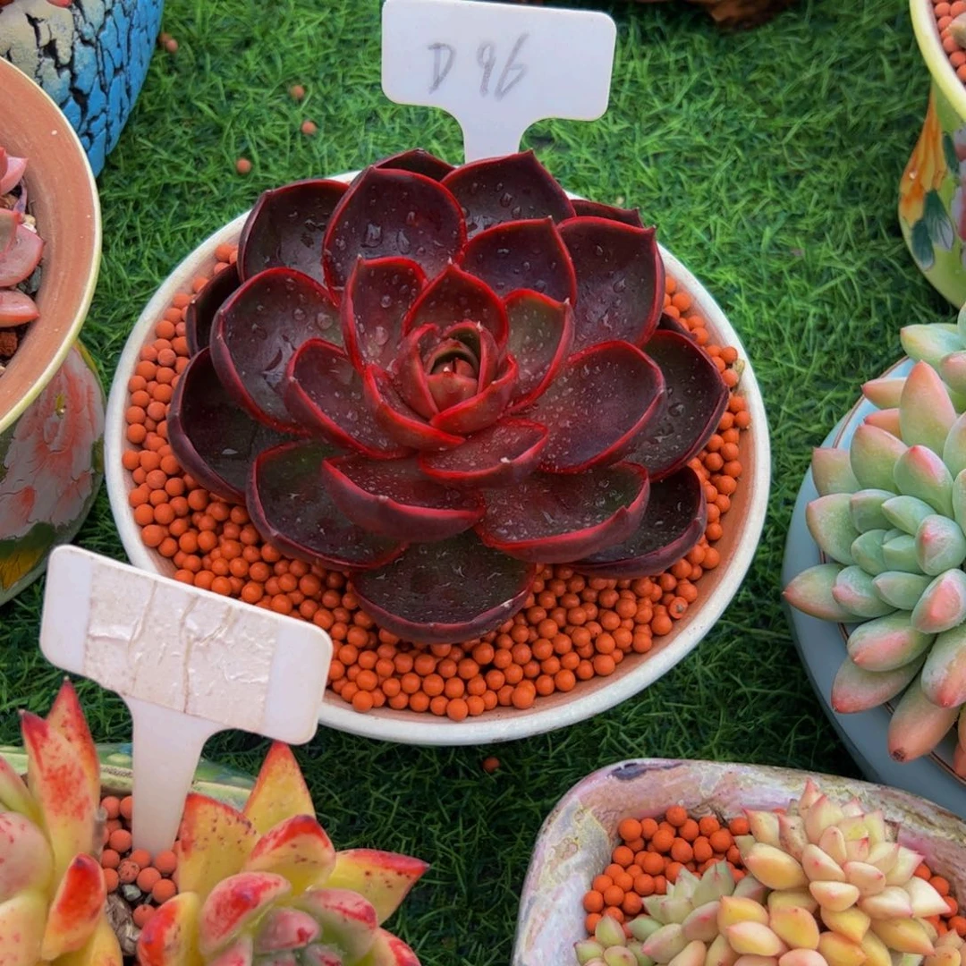 S***o红灯单头多肉植物