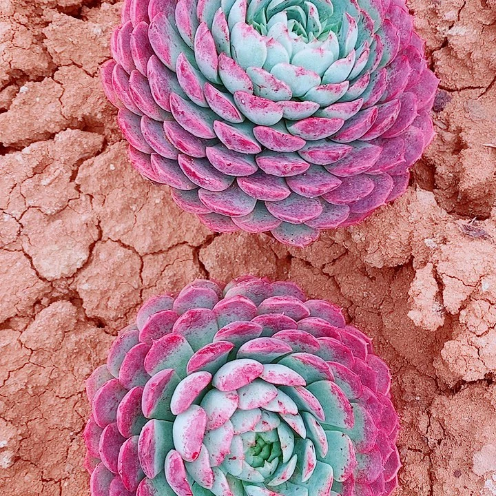 一***花一路生花的2颗单头朱砂痣