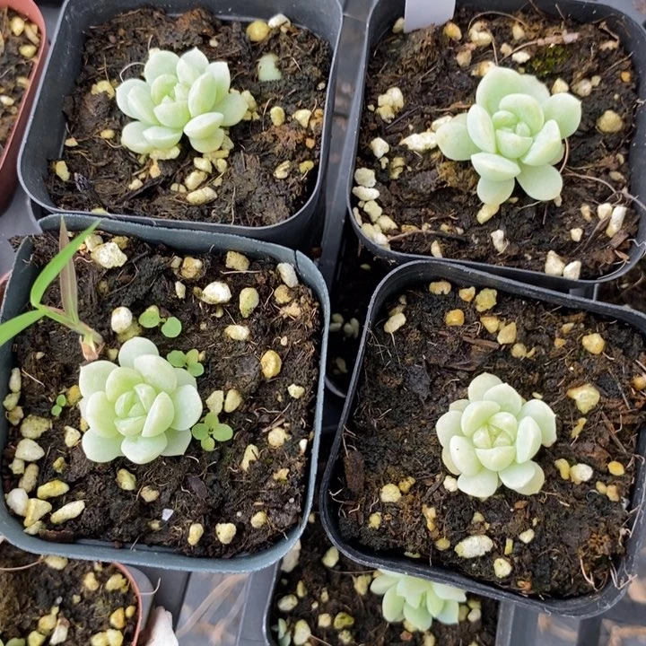 上盆蜡像一个多肉量