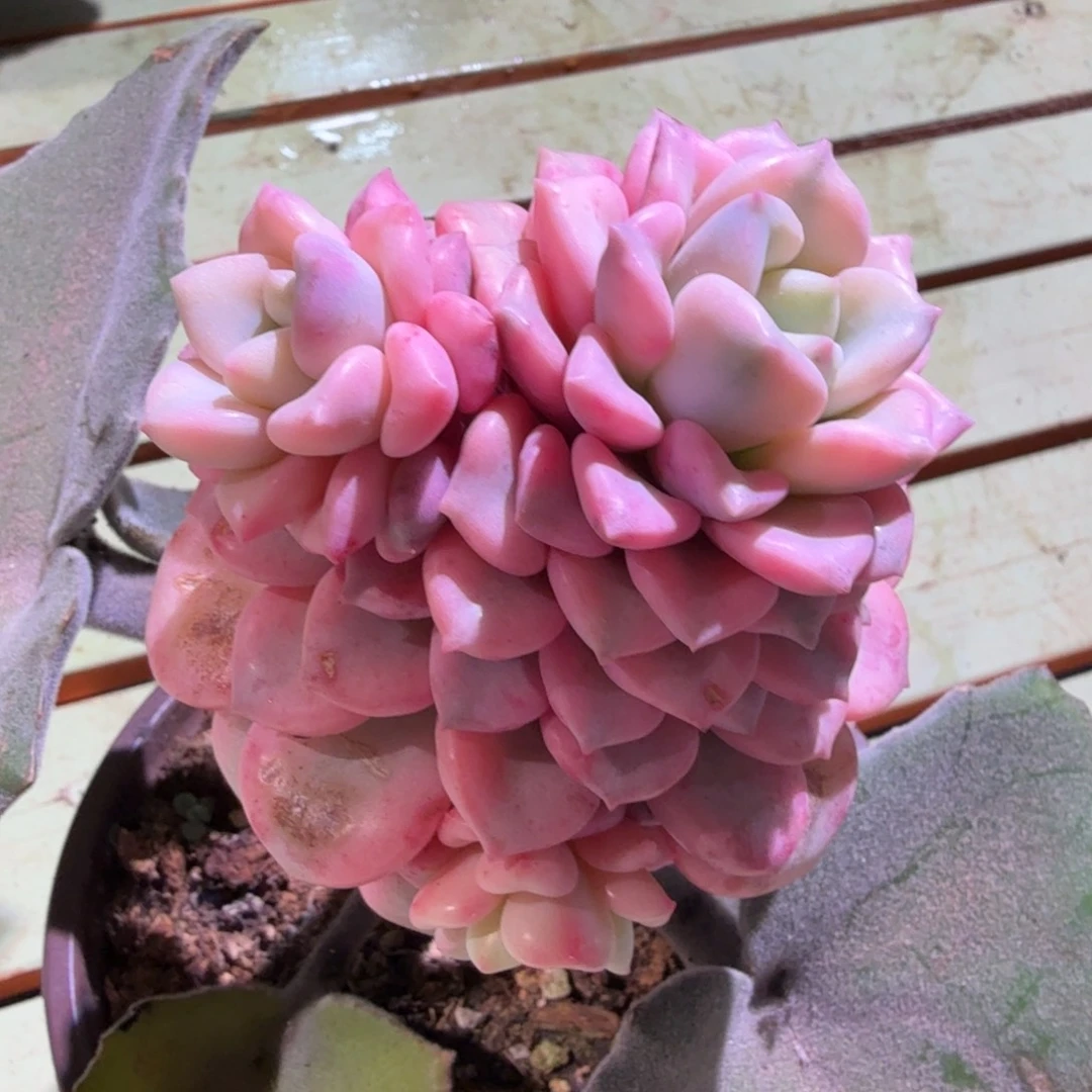 花斑鹿锦，锦上园艺一物一拍