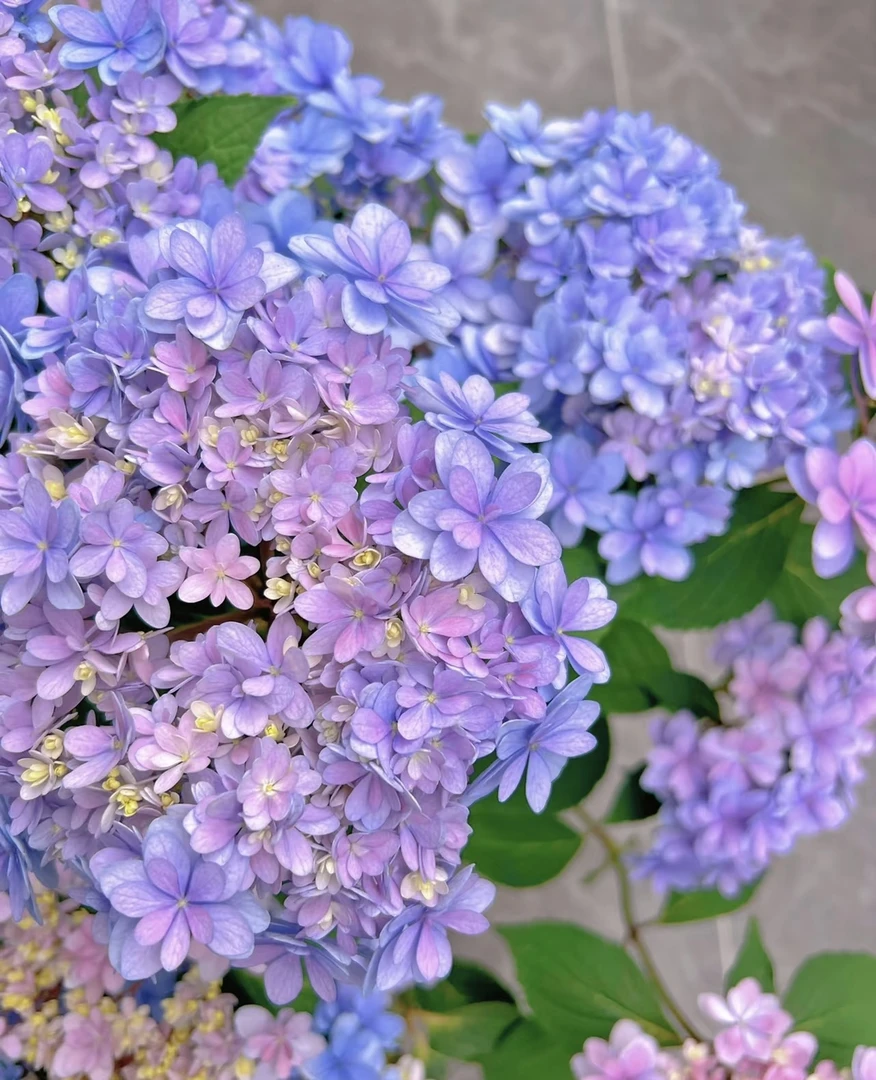 佳澄绣球花【加仑盆】盆栽阳台庭院新手易养护