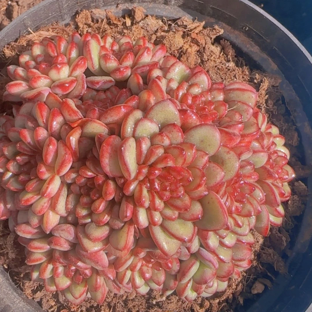 【闪购商品】大群亚当珍妮