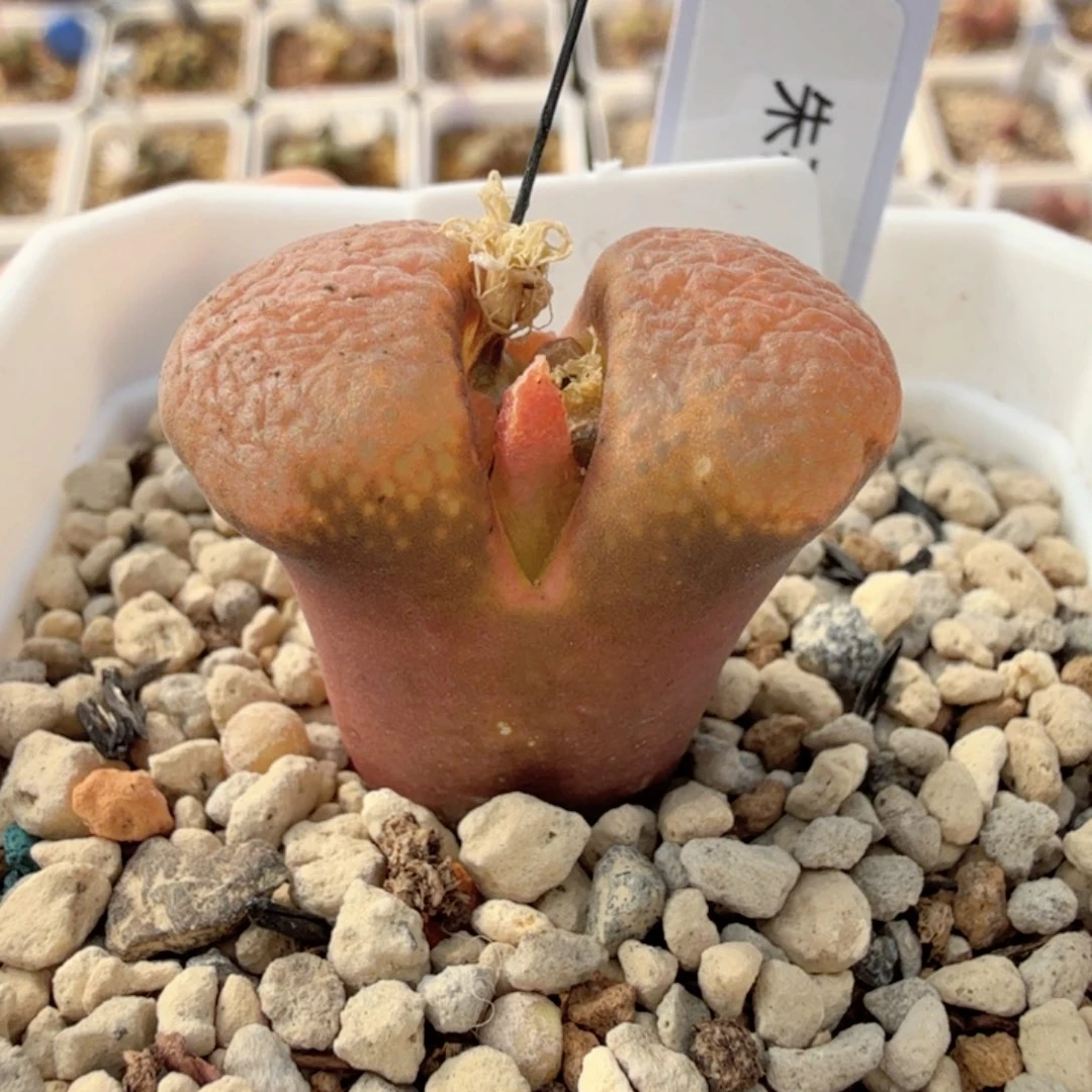 张斌种源 朱砂风铃 12-11-L41