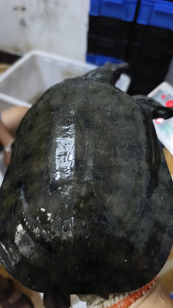 湖北吃虾头的生态甲鱼