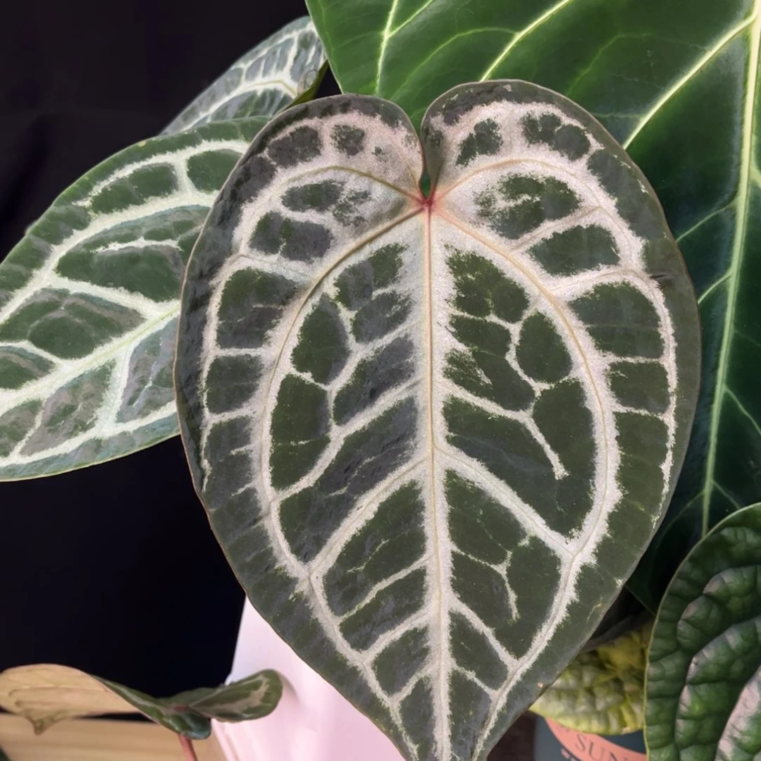 无花朵银红。。9679