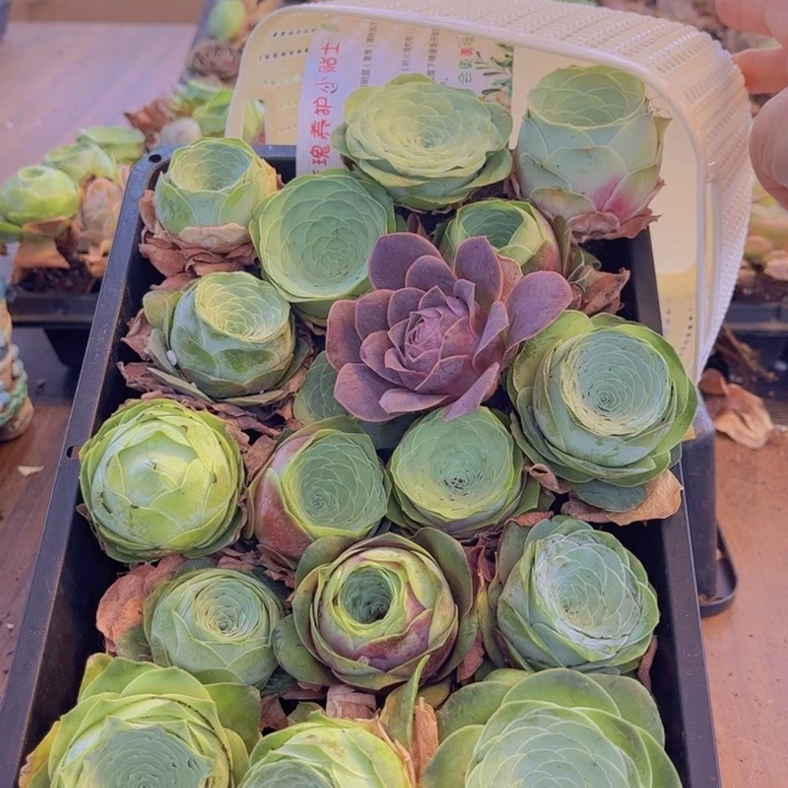 无花朵十八颗玫瑰➕花篮000