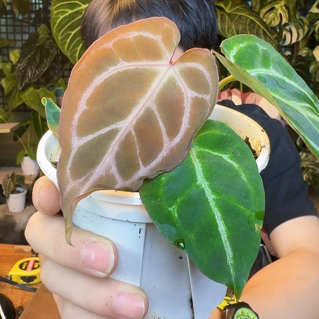 完全开放Z153红水晶杂印尼粗脉寡妇