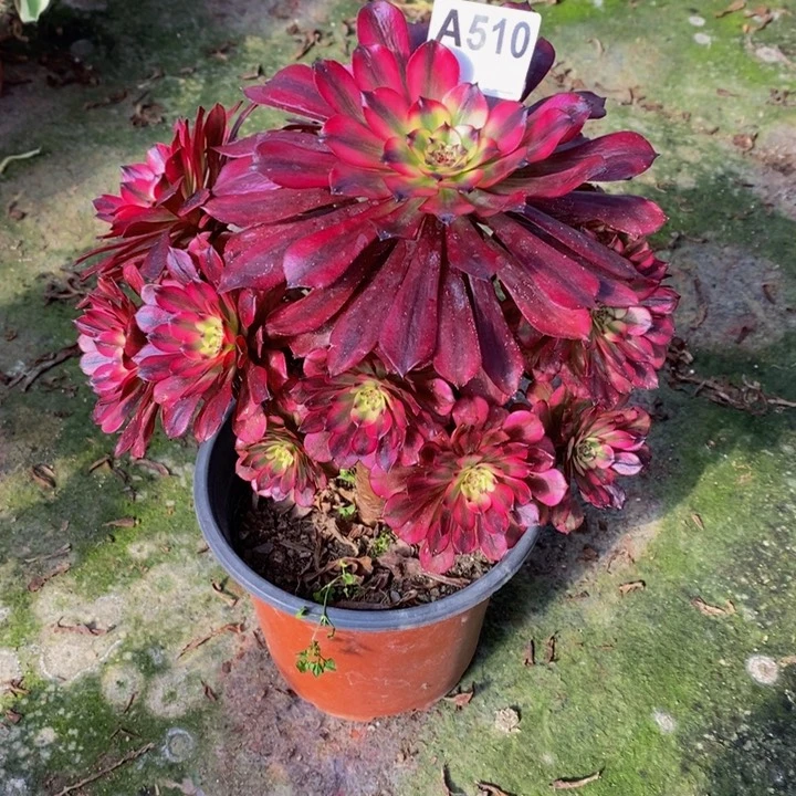 美肌多肉植物510