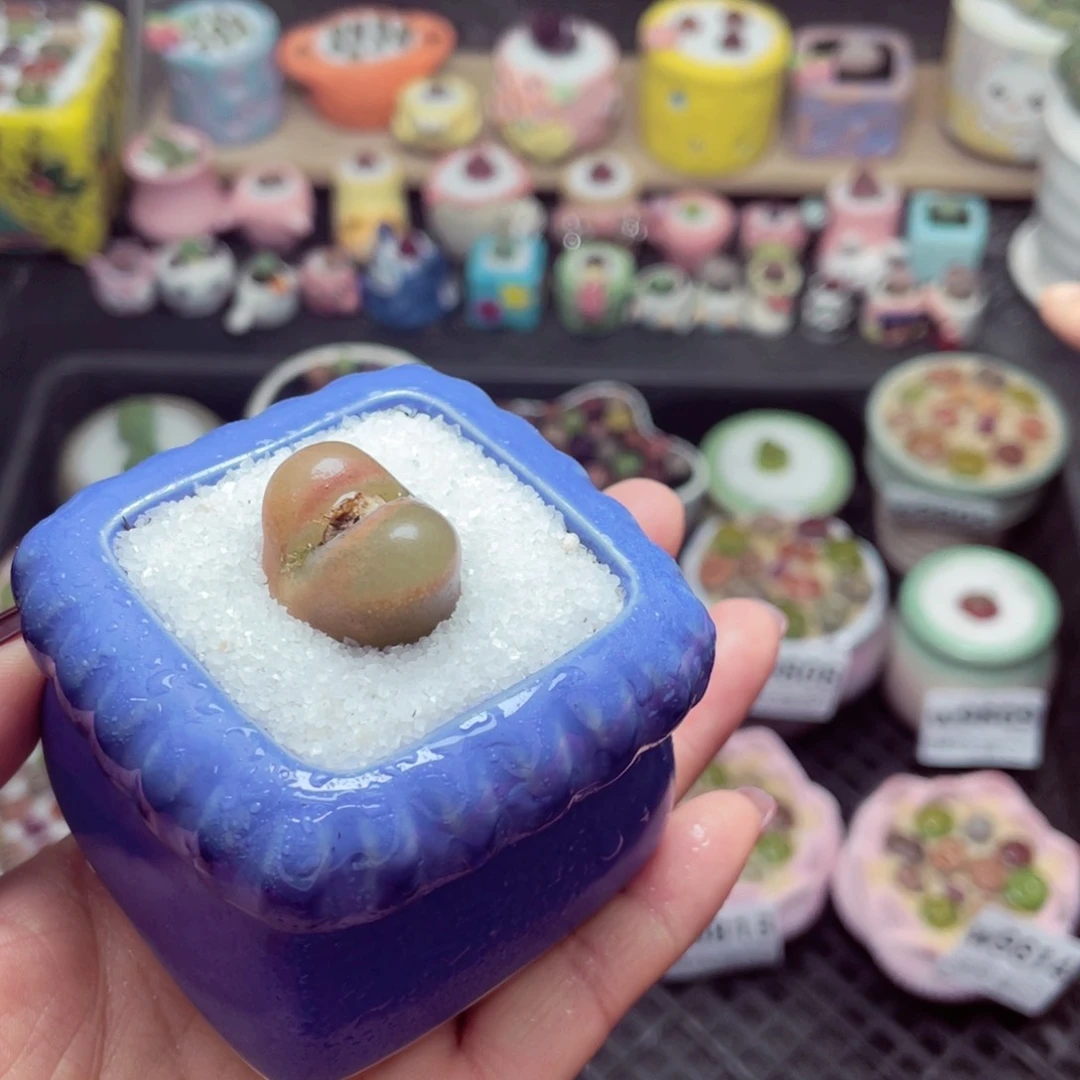 w9817 带盆土发货-零下地区拍保温箱