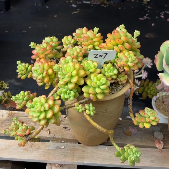 多肉植物，香格里拉207号