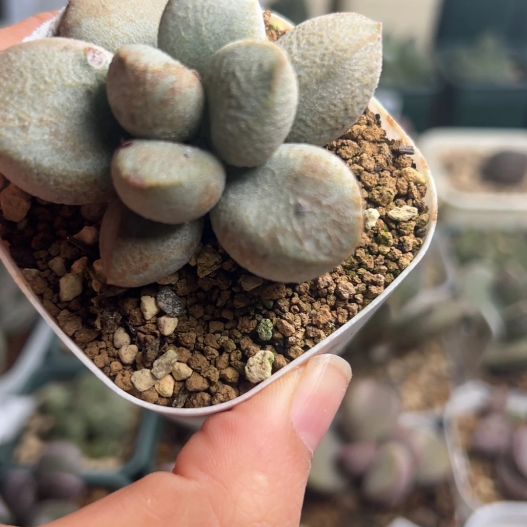 896花朵型一颗胖蛋