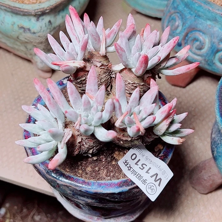 1510野海瑟仙女杯多肉