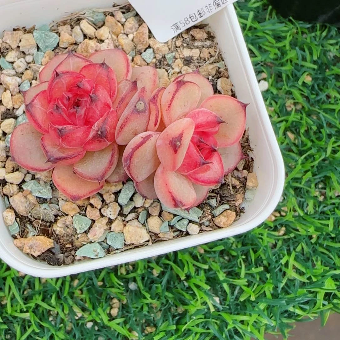 星光珍妮，8926多肉植物