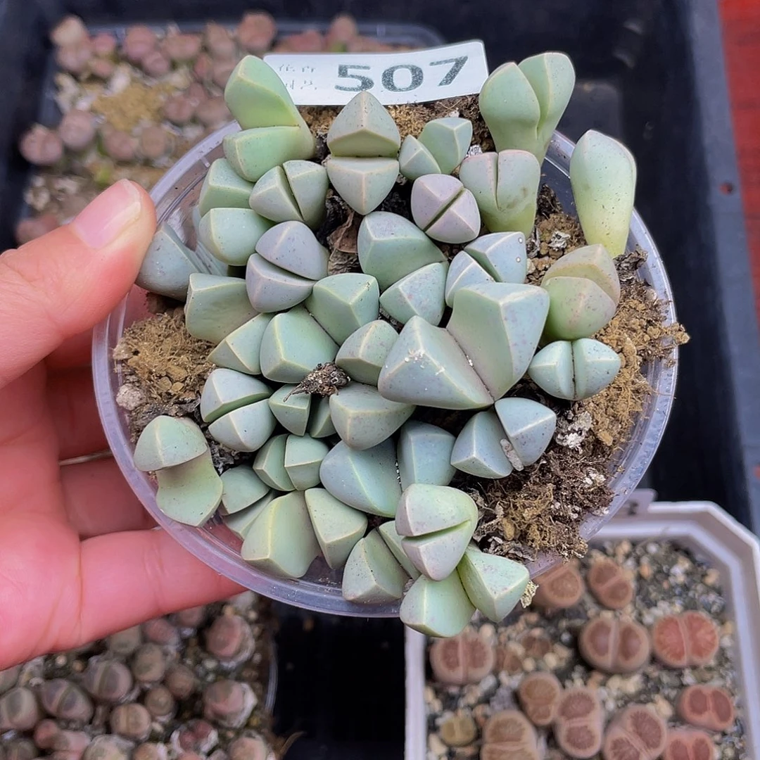 507000000花花花花花花