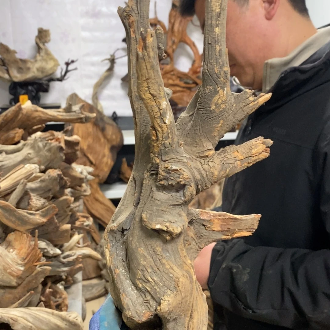 柏木（崖柏）永**光我们都是好孩子