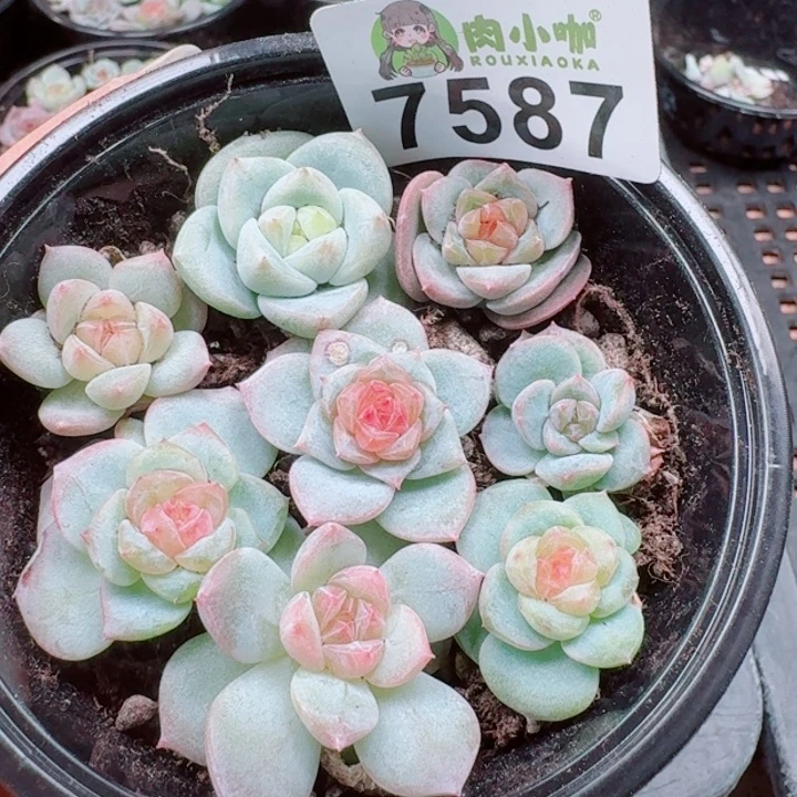 多肉植物多肉植物