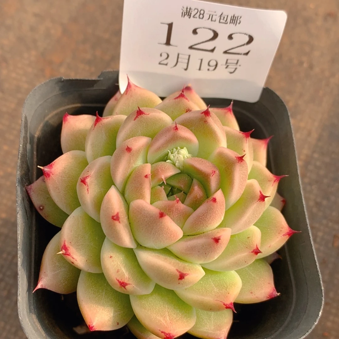 【闪购商品】云122号