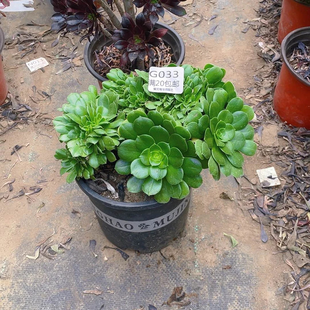 33绿羊绒缀化多肉小损不包