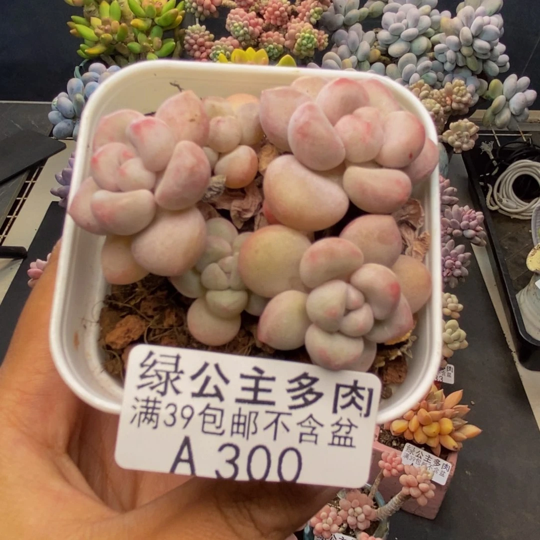 300萤火虫多肉5c m
