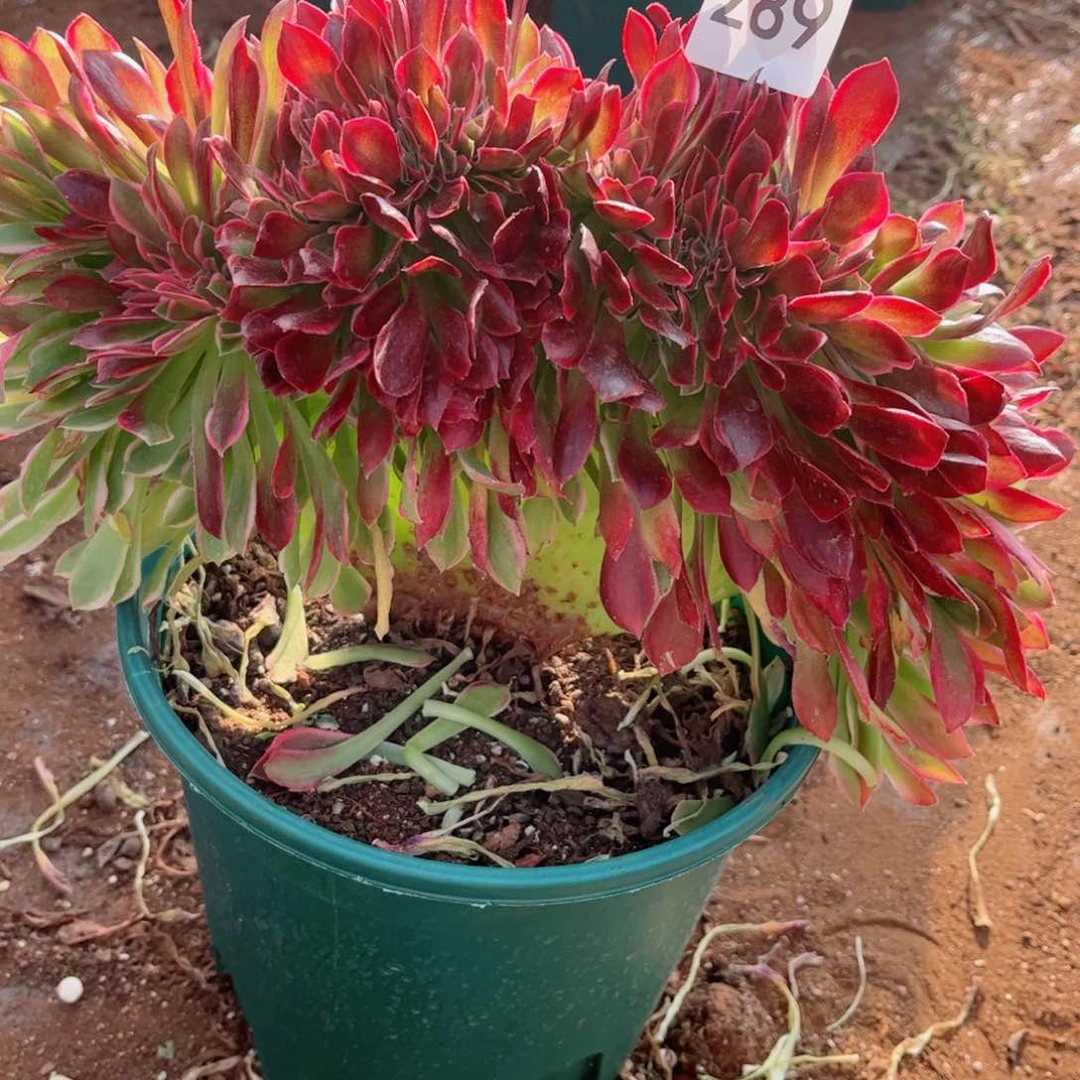 多肉植物289女神