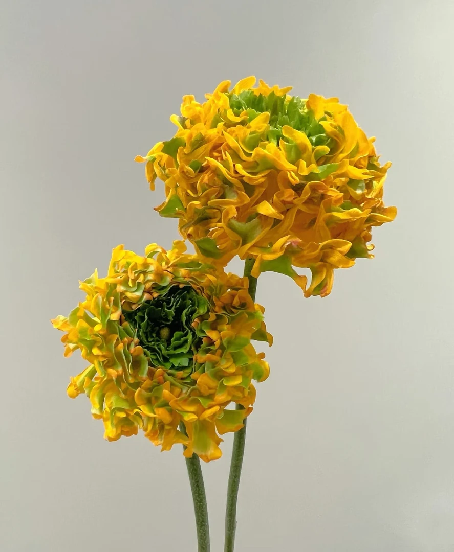 黄色锦鲤洋牡丹一把     批发花店摆地摊基地直发一手货源