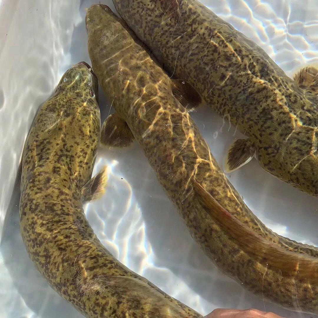 正宗金丝花鳗鱼苗淡水鱼塘养殖河鳗鲜活花绵鳗花绵鳝花鳗丽幼苗鲈