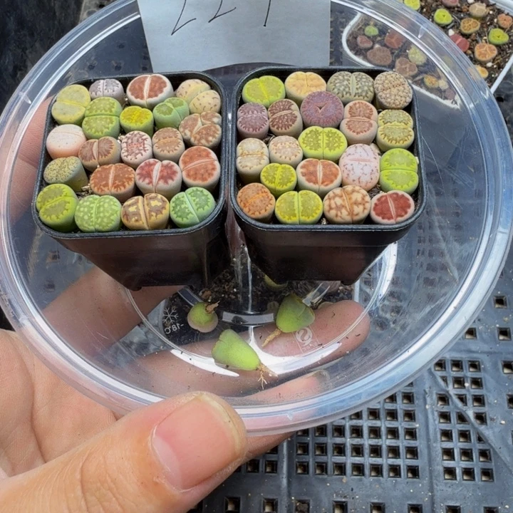 小***小多肉植物的生长发育227