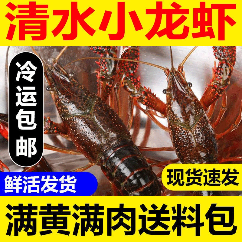 【中虾】鲜活小龙虾中虾3斤装肉质鲜嫩带龙虾炒料保鲜配送