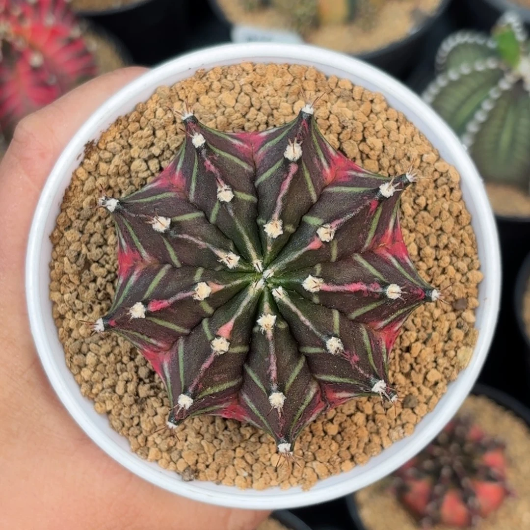 泰系米哈实生仙人球809