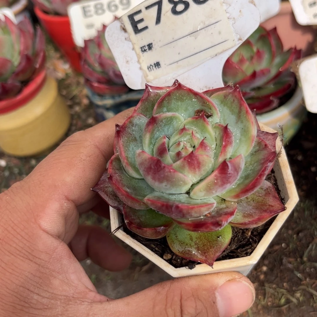 惊鸿一瞥780号多肉