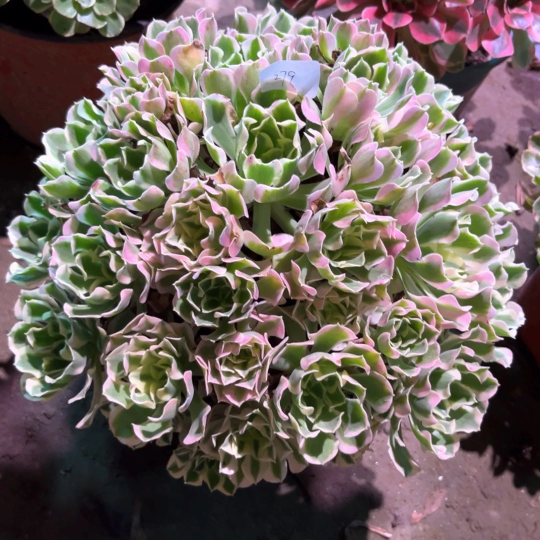 多肉植物白凤00279