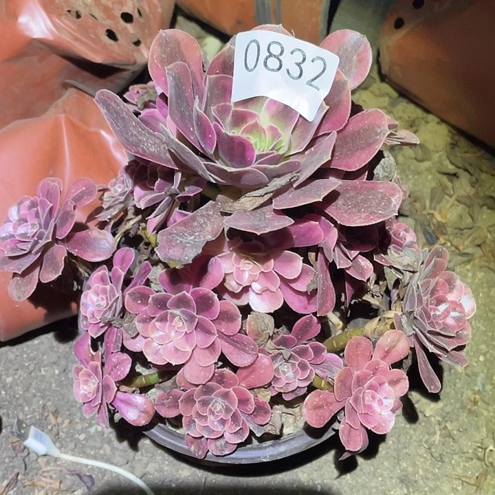 多肉植物法师832美杜莎