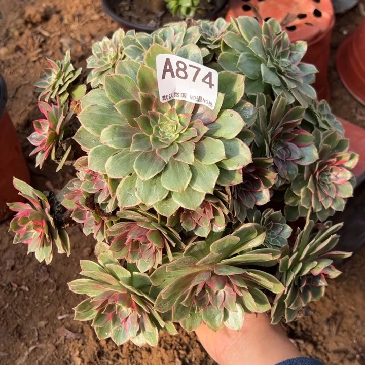 莲花座多肉植物874.