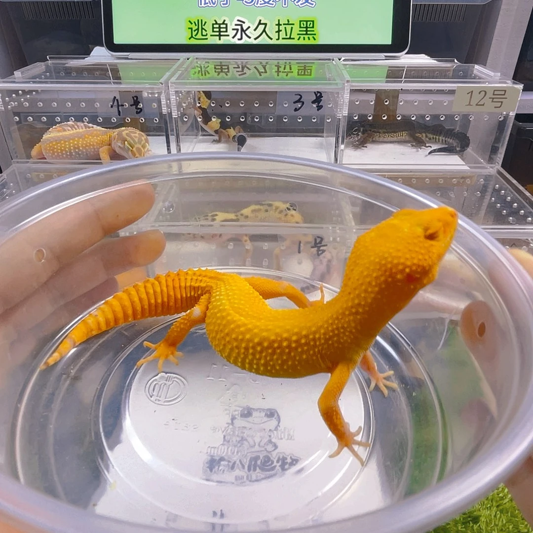 豹纹守宫守宫好看可爱迷人