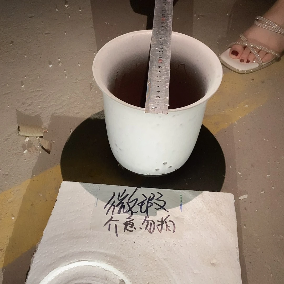 花盆里栽松了一棵树