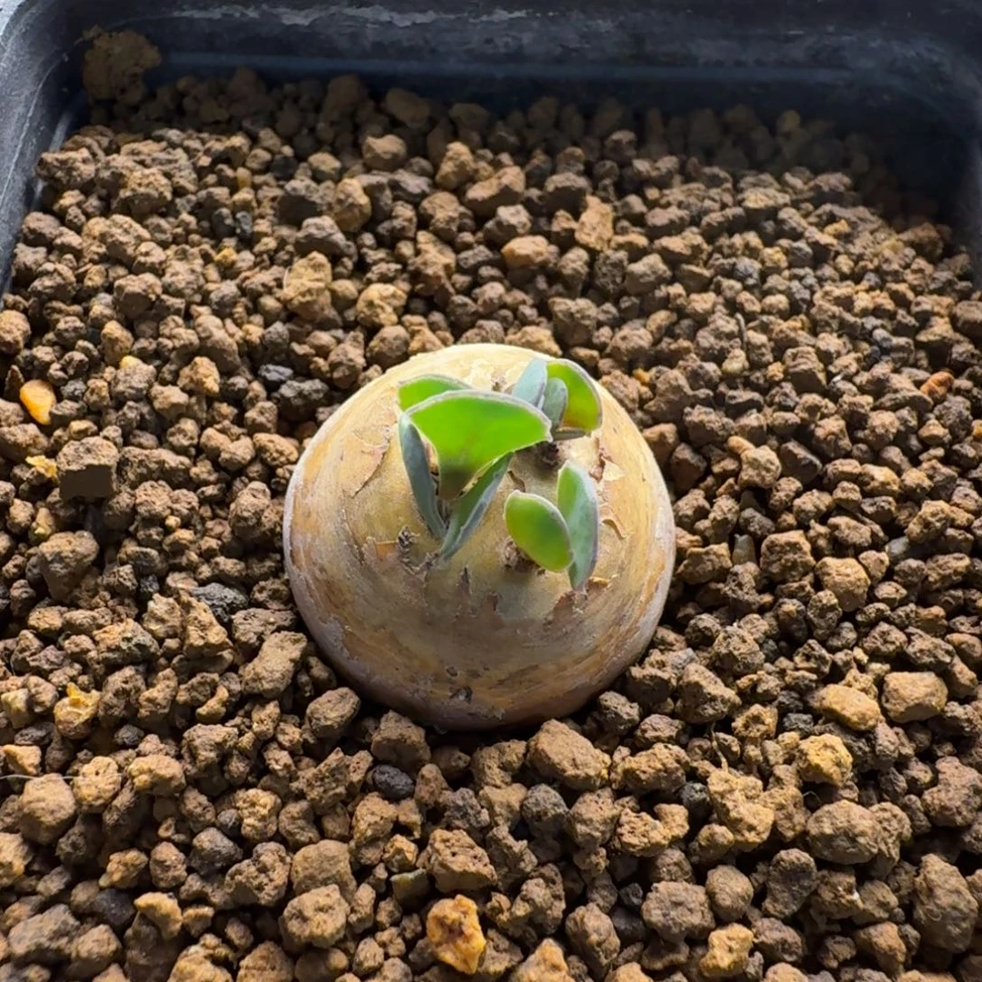 格加厚墩菊196 仙人球