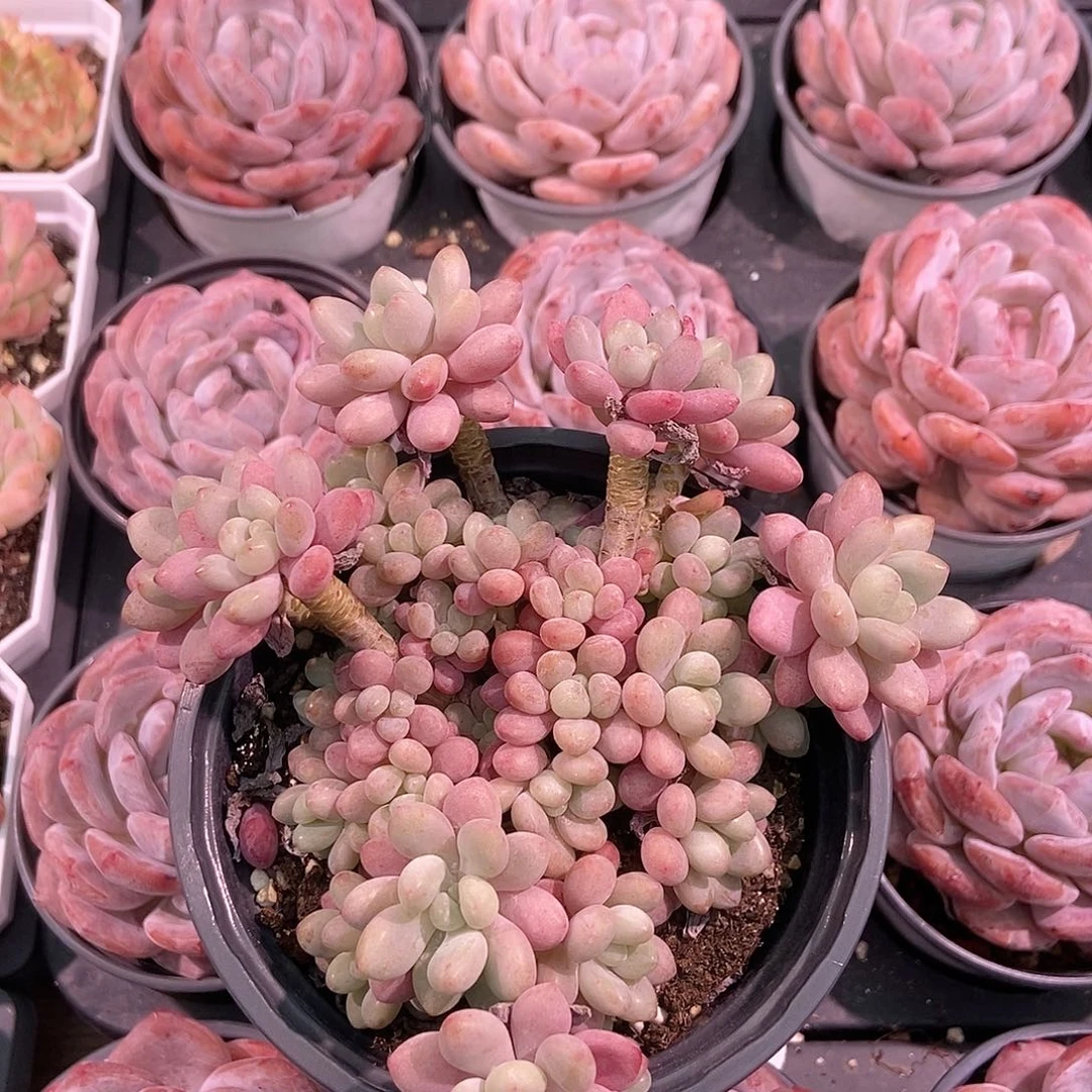 金泰家多肉，鱼子酱