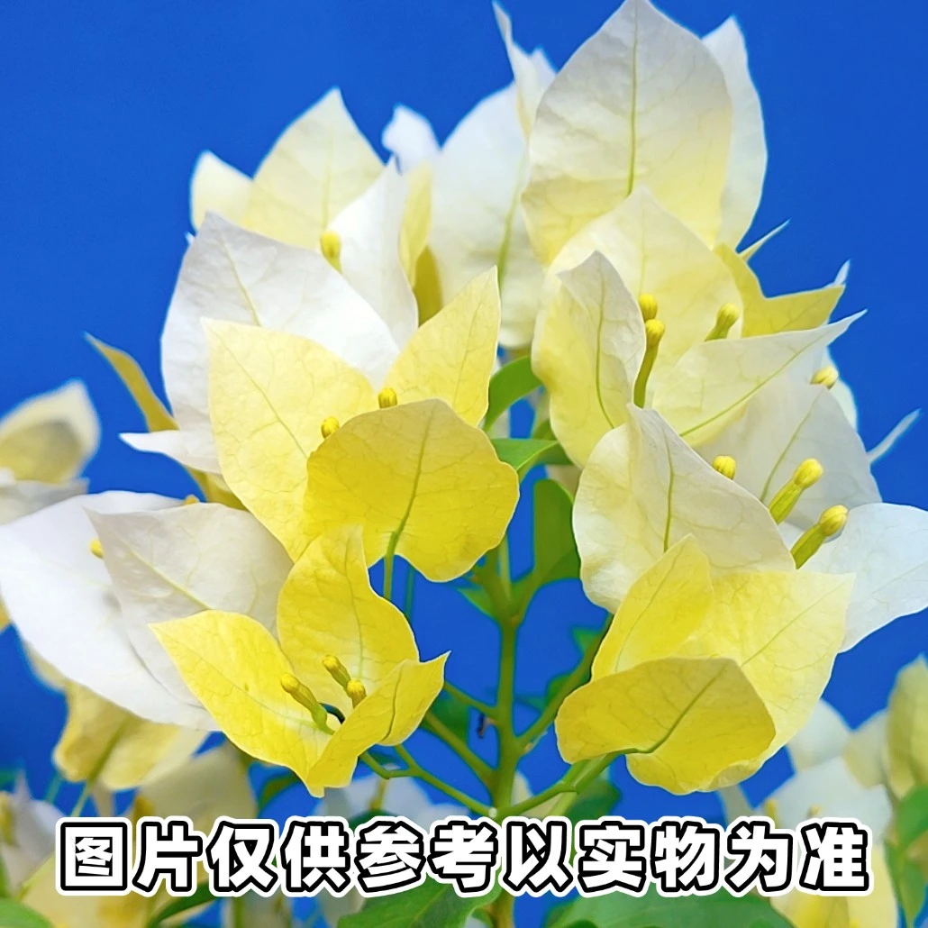 【128】三角梅一物一拍 勤花四季开花基地直发土壤鲜活养护