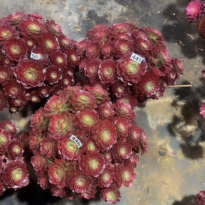 石*娃多肉安娜450449448