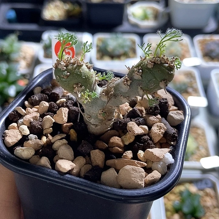 无花朵白皮月界块根