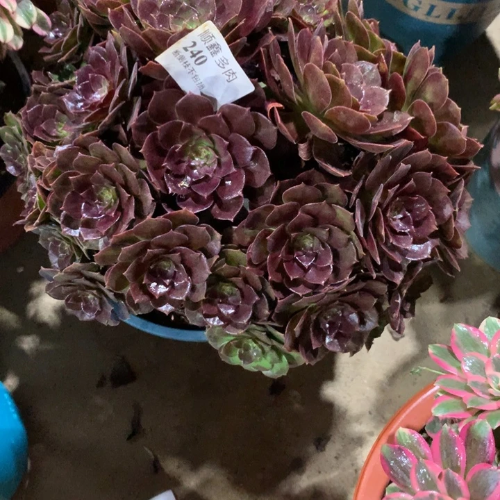 240赤炎链多肉植物特价