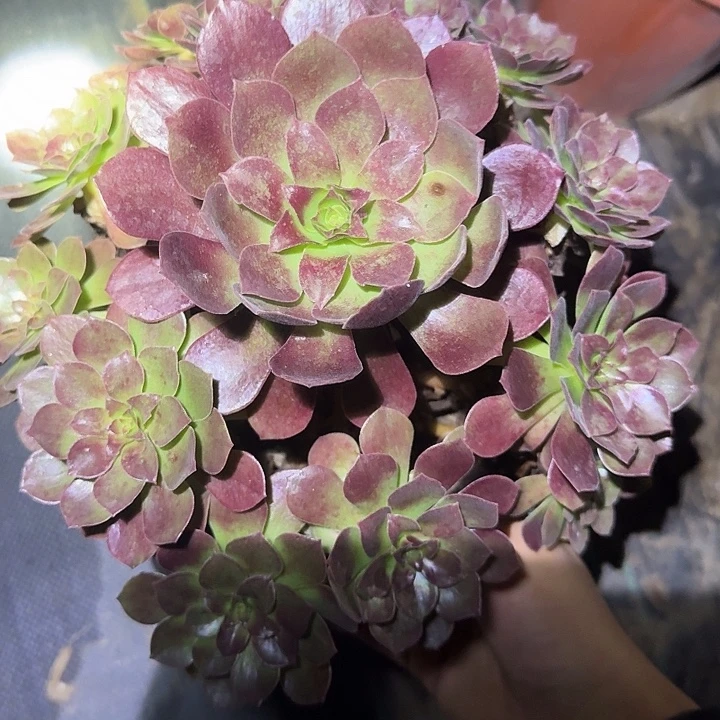 精品桃花石捧花亏本福利12.8