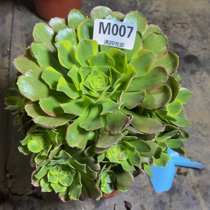 傻***）瑞妈多肉园艺，007.特